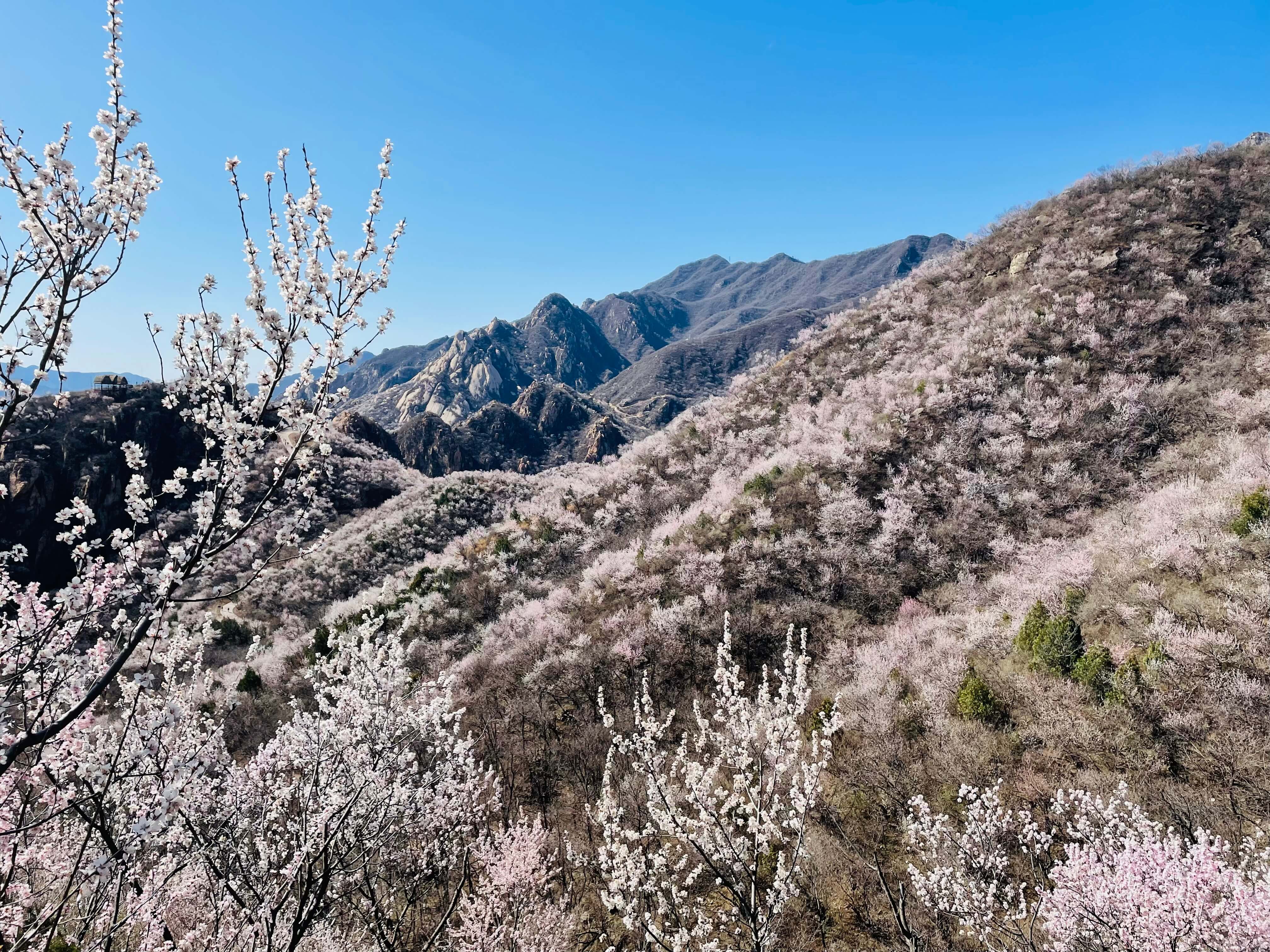 后花园的桃花